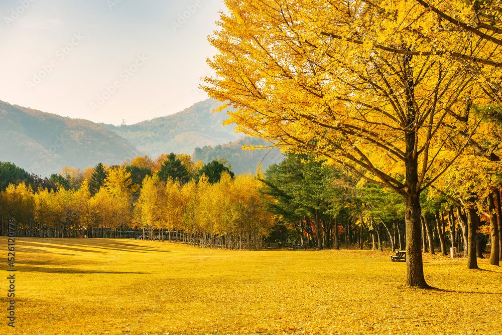 Nami Island & Chuncheon Tour 7
